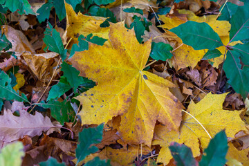 Colorful autumn leaves displaying vibrant yellow and green hues on forest floor
