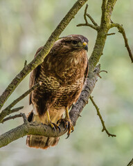 Buzzard portrait in a tree. British wild bird, raptor. Bird of prey.