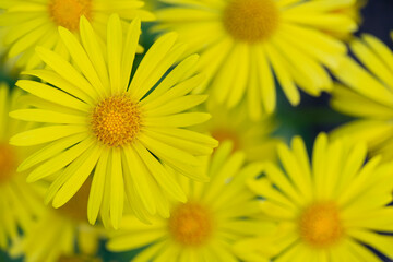 Bright yellow flowers in full bloom during a sunny spring afternoon