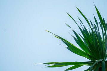 garden leaf isolated