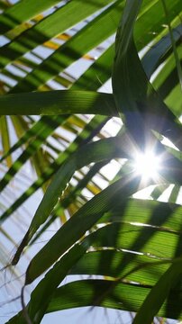Vertical video of green palm leaves let the sun's rays through, creating a summertime, serene and cheerful atmosphere
