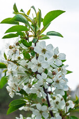 Cherry blossom branch in bloom during springtime in a garden