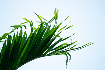 Palm leaf with blue Sky