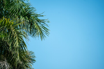 Fototapeta premium Palm leaves copy space