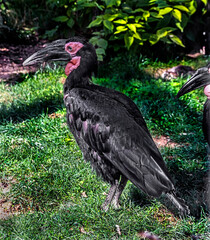Southern ground hornbill walking in iys enclosure. Latin name - Bucorvus leadbeateri	