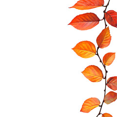 Artificial Maple Leaves Stems isolated on white and transparent background. PNG cutout. artificial maple leaves png, maple leaves transparent background, maple leaf cutout, isolated maple leaves,