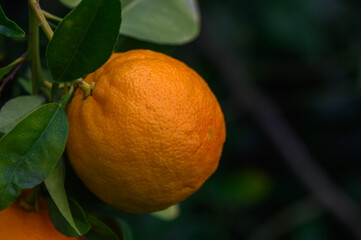 Bright orange citrus fruit hanging from a lush green branch in a sunlit garden