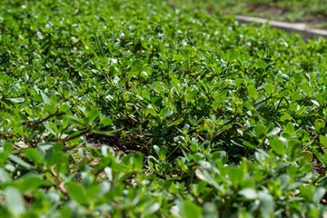 Portulaca oleracea