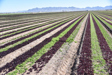 Yuma, AZ. U.S.A. 11/2024.  At the convergence of Arizona, California, Mexico and the Colorado River is Yuma, Arizona, the Winter Lettuce capital of North America. 