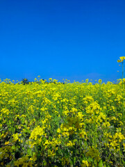Mustard plants, from this seeds we will get mastered oil
