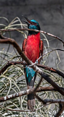 Carmine bee-eater on the branch. Latin name - Merops nubicus nubicus	