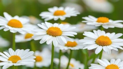 Vibrant White Daisies Blooming in a Colorful Meadow Under Bright Sunlight