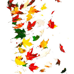 Artificial Maple Leaves Stems isolated on white and transparent background. PNG cutout. artificial maple leaves png, maple leaves transparent background, maple leaf cutout, isolated maple leaves,