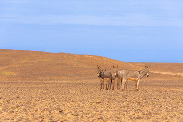 Donkeys resting somewhere along a track in the Sahara Desert in Morocco