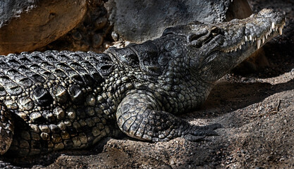 Nile crocodile on the ground. Latin name - Crocodylus niloticus	