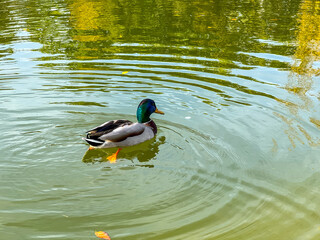 Mallard duck swimming in a pond with ripples