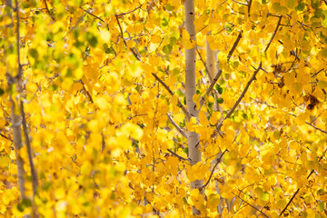 Close up of golden aspen leaves