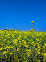 Mustard plants, from this seeds we will get mastered oil
