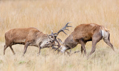 Red deer stags fighting during the rutting season in autumn