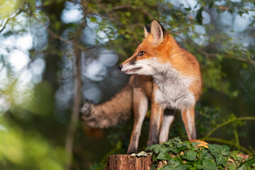 Portrait of a cute red fox standing on a tree stump in a forest