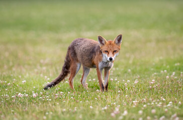 Red fox cub standing in a meadow in spring