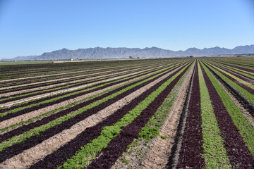 Yuma, AZ. U.S.A. 11/2024.  At the convergence of Arizona, California, Mexico and the Colorado River is Yuma, Arizona, the Winter Lettuce capital of North America. 