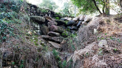 the beautiful landscape of the forest in the mountains