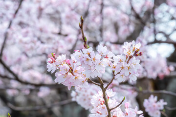 満開の桜の枝と背景の淡いピンク