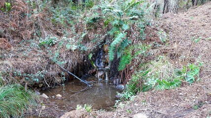 the river in the forest