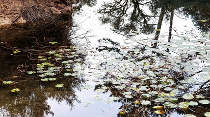 beautiful view of the forest