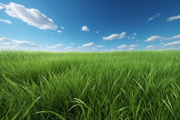Obraz premium a close up of a field of grass with a blue sky in the background
