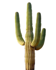 cactus isolated on white background