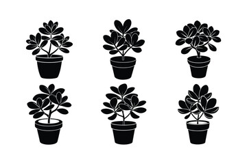 Jade Plant (Crassula ovata) design, labeled silhouette vector art illustration.