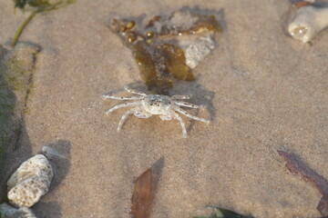 close up of Sand crab macro