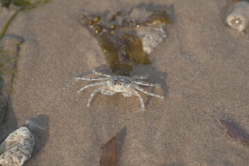close up of Sand crab macro