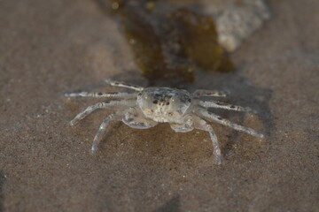 close up of Sand crab macro