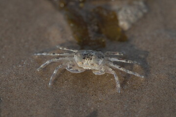 close up of Sand crab macro