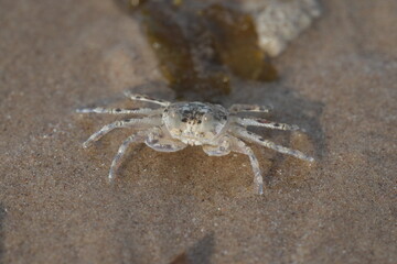 close up of Sand crab macro