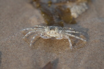close up of Sand crab macro