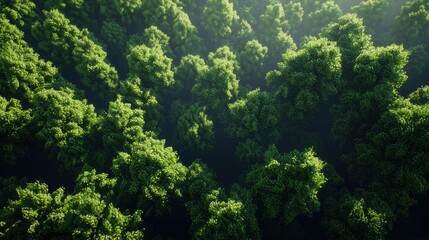 Obraz premium Lush Green Forest Canopy Aerial View, Vibrant Nature Landscape