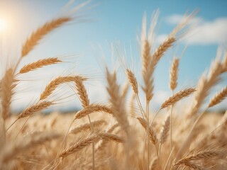 Fototapeta premium Gentle breeze blowing through golden wheat fields
