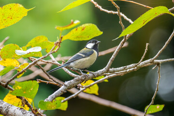 木にとまるカシジュウカラ