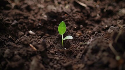 A single green sprout growing from cracked dry earth, representing resilience, new life, and hope in challenging conditions. Symbol of growth and renewal in nature.
