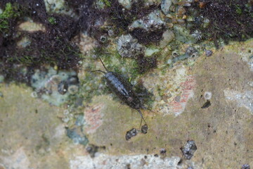 Ligiidae is a family of woodlice within the order Isopoda. These small, terrestrial crustaceans are commonly referred to as 