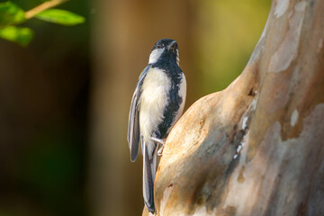 木にとまるカシジュウカラ