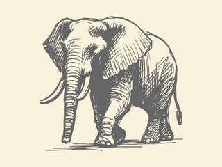 Fototapeta premium African Elephant Hand Drawn Illustration Vector Isolated