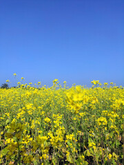 Mustard plants, from this seeds we will get mastered oil
