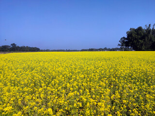 Mustard plants, from this seeds we will get mastered oil
