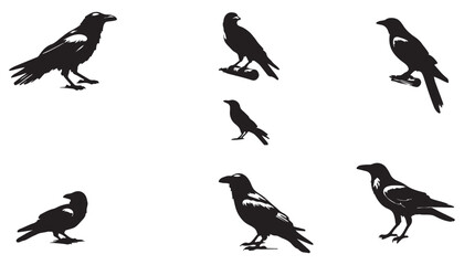 crow collection black and white vector illustration design background