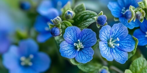 A close up view showcases the delicate beauty of blue green alkanet blossoms, highlighting the intricate details and vibrant colors of blue green alkanet in nature.